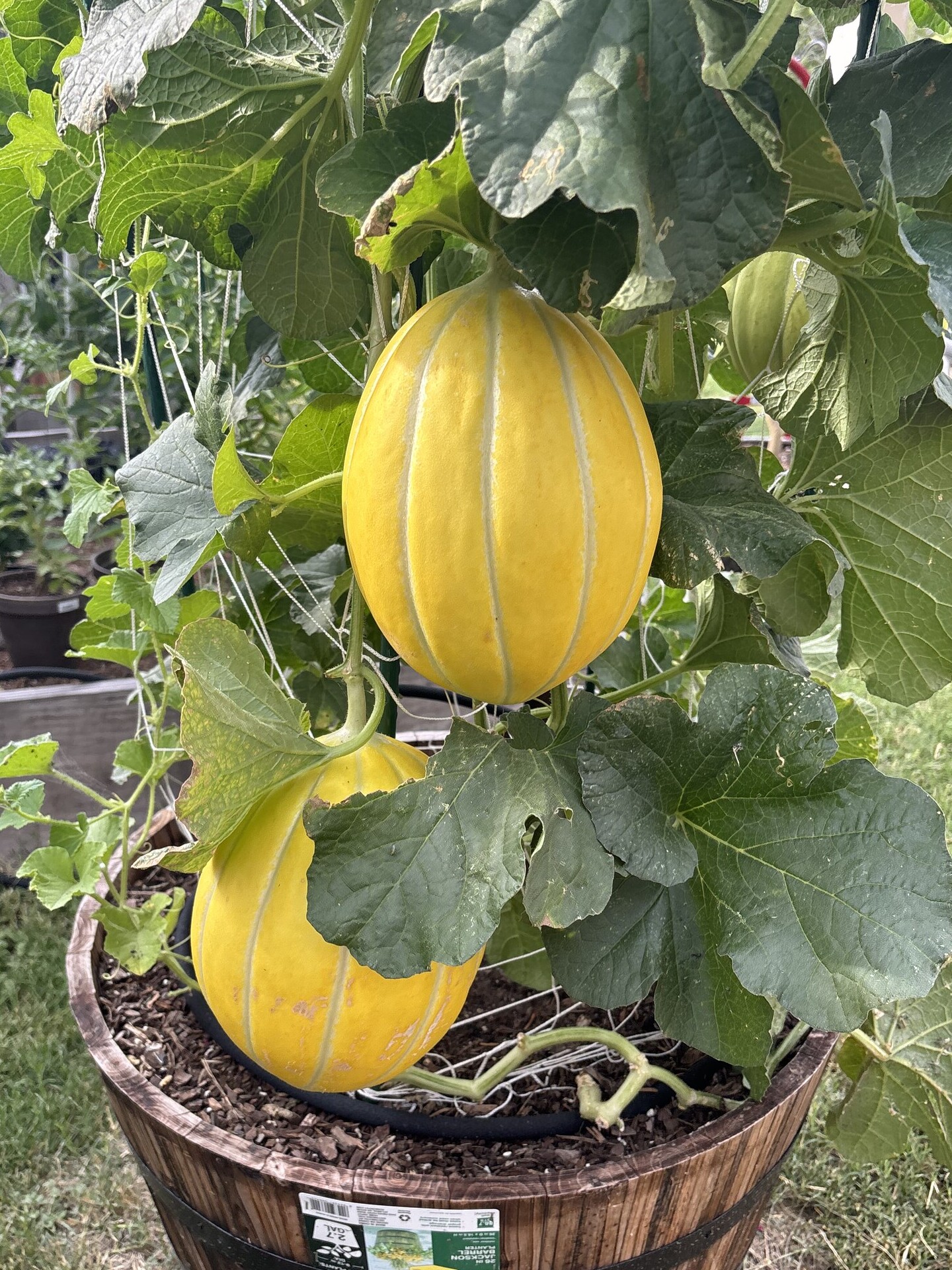 Fruit ripening on a trellised vine in a planter