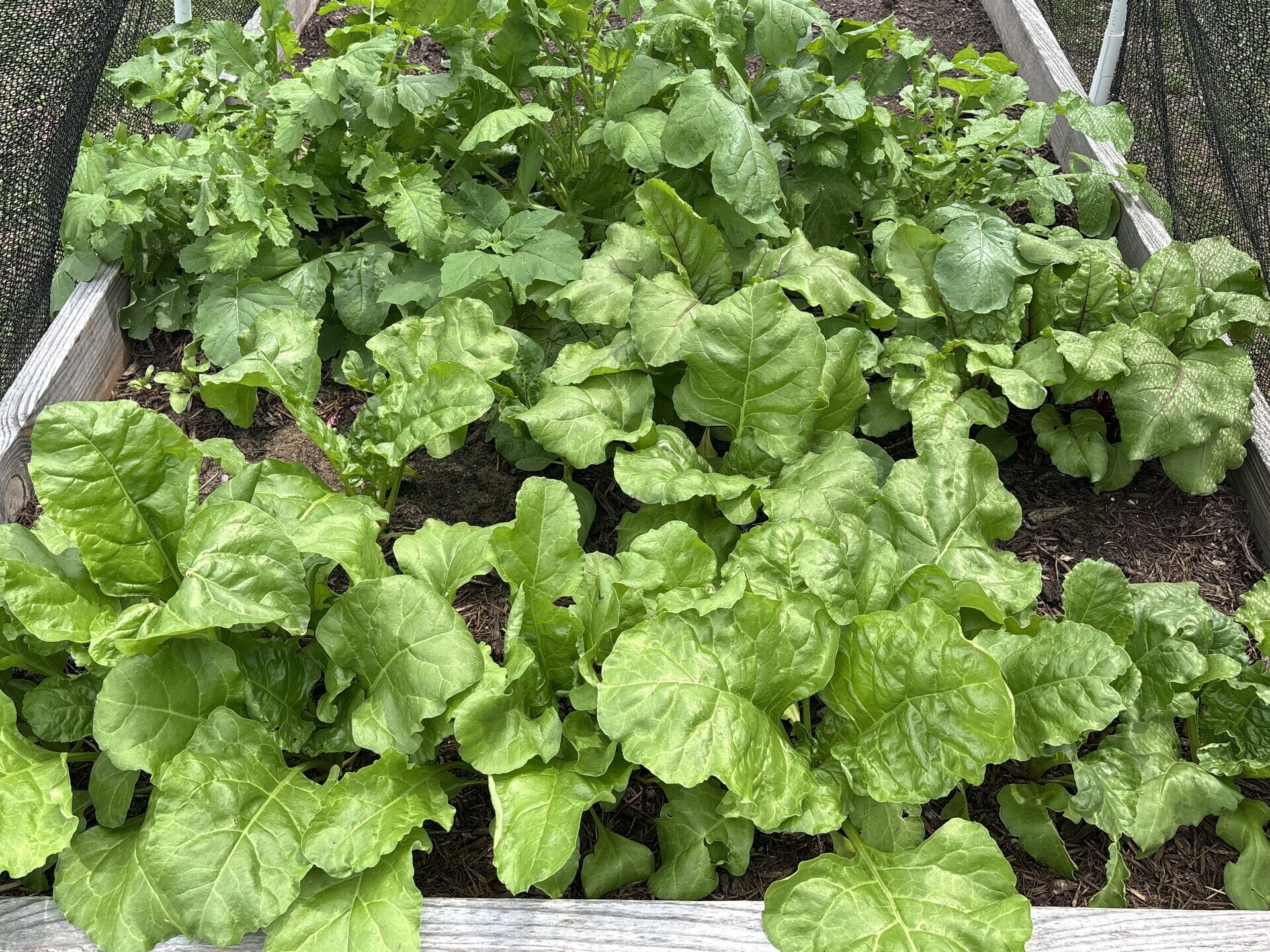 A full raised bed of leafy greens growing under insect netting