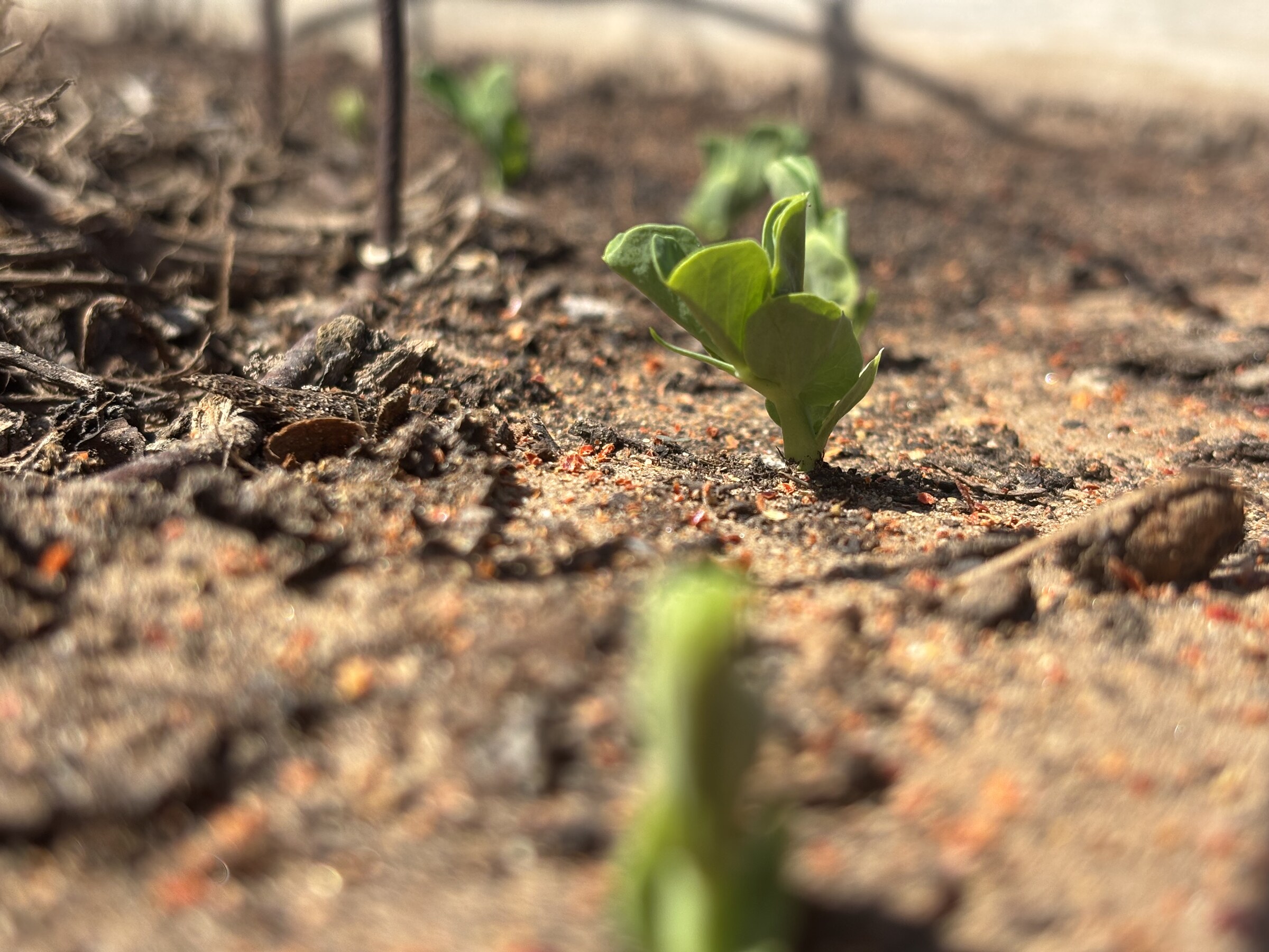 A seedling just emerging from soil in a raised bed